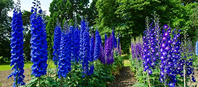 Blue and purple gladioli- why you need to rest this summer